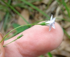 Wahlenbergia marginata