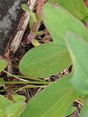 Hypericum perforatum