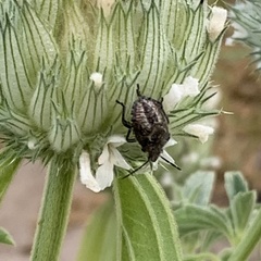 Agonoscelis puberula