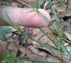 Wahlenbergia marginata