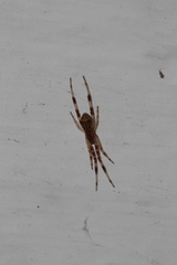 Episinus angulatus