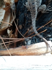 Sceloporus variabilis olloporus