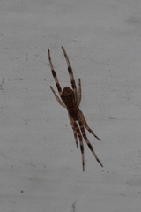 Episinus angulatus