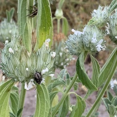 Agonoscelis puberula