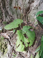 Begonia integrifolia