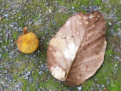 Artocarpus rigidus