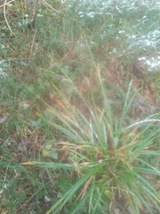 Carex pendula
