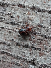 Corynomalus vestitus