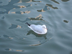 Chroicocephalus ridibundus