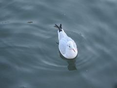 Chroicocephalus ridibundus