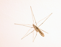 Tipula scripta