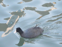 Fulica atra