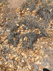 Muhlenbergia torreyi