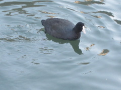 Fulica atra