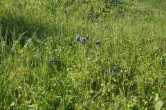 Anchusa thessala