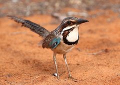 Uratelornis chimaera