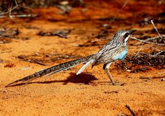 Uratelornis chimaera