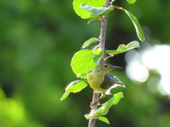 Anthreptes malacensis