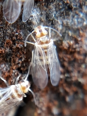 Elipsocidae
