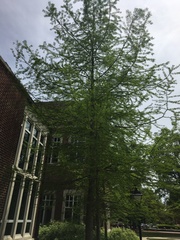 Taxodium distichum