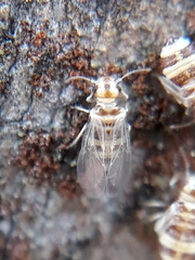 Elipsocidae