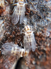Elipsocidae