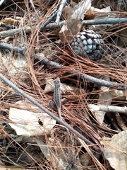 Sceloporus variabilis olloporus