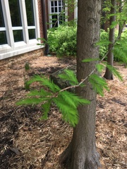 Taxodium distichum