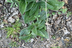 Plantago