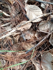 Sceloporus variabilis olloporus