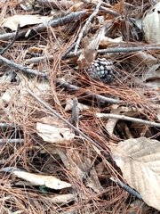 Sceloporus variabilis olloporus