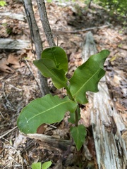 Asclepias amplexicaulis