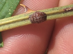 Parthenolecanium corni