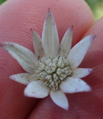 Alepidea peduncularis