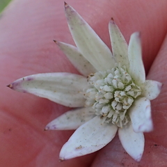 Alepidea peduncularis