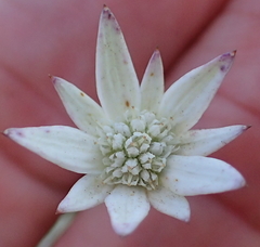 Alepidea peduncularis