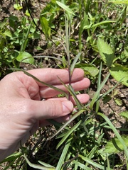 Sericocarpus linifolius