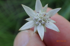 Alepidea peduncularis