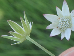 Alepidea peduncularis