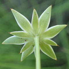 Alepidea peduncularis