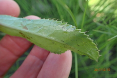 Alepidea peduncularis