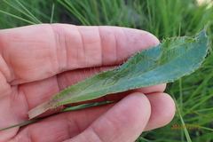 Alepidea peduncularis