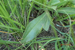 Alepidea peduncularis