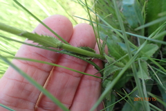 Alepidea peduncularis