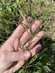 Sericocarpus linifolius