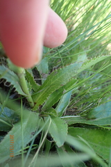 Alepidea peduncularis