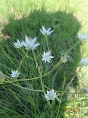 Alepidea peduncularis