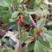 Bearberry Cotoneaster - Photo (c) Marta, some rights reserved (CC BY-NC), uploaded by Marta