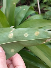 Puccinia sessilis