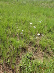 Alepidea peduncularis